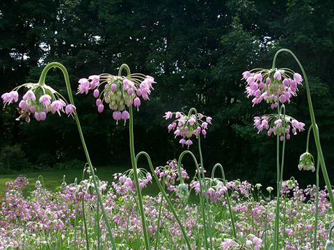 Allium Cernuum